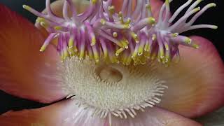 Nagalinga Flower - CannonBall Tree - #NagalingaFlower #CannonallTree #Lecythidaceae #plantsplanet