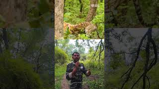 കടുവയുടെ ടെറിട്ടറി | Territory Marking of Tigers