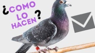 ¿Como saben las palomas mensajeras donde tienen que ir?