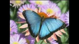 Butterfly Aerodynamics