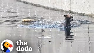 Boxer Dumped In A Canal Gets Rescued | The Dodo