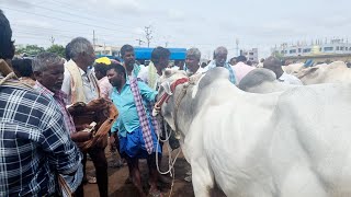 ఎమ్మిగనూరు ఆదివారం ఎద్దుల సంత-every Sunday bulls market in yemmiganur-oxen prices-bulls market-ox