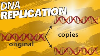 DNA Replication: The Key Points for AP Bio in 8 Minutes