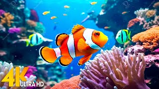 水族馆4K视频（Ultra HD） - 轻松的音乐与美丽的珊瑚礁鱼 - 轻松的海洋景观