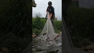 Rejeki nomplok menjala ikan dapat ikan sebanyak ini || amazing net fishing #feedshorts #shorts