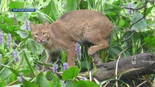 Woman captures bobcat on camera in Boston park