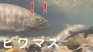 ビワマスの産卵床作り！【琵琶湖】