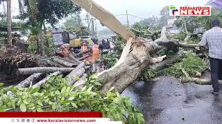 കനത്ത മഴയിലും കാറ്റിലും മരം കടപുഴകി വീണ് വ്യാപക നാശഷ്ടം