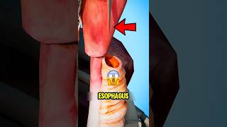 Sword Swallowing EXPOSED 😱⚠️ #shorts