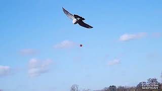 Pigeon shooting the first big day on spring drilling