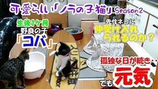 可愛らしい「ノラの子猫」Season2 #4 赤ちゃんネコを保護！家族に迎え３日目、先住ネコとの相性は？そして類稀なる身体能力！ｗ