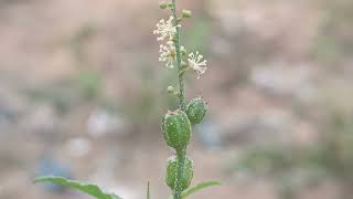 Croton bonplandianus