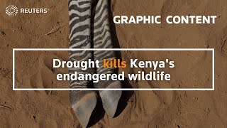 WARNING: GRAPHIC CONTENT – Drought kills Kenya's endangered wildlife