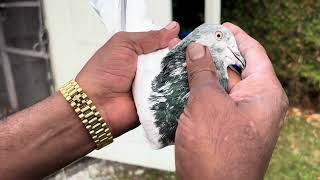 Sialkoti kabootar  Pakistani pigeon #pigeon #sialkoti # Kaka Ji Canada