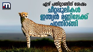 ഏഴ് പതിറ്റാണ്ടിന് ശേഷം ചീറ്റപ്പുലികള്‍ ഇന്ത്യന്‍ മണ്ണിലേക്ക് പറന്നിറങ്ങി | Mathrubhumi News