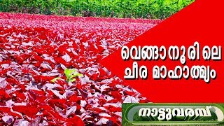 വെങ്ങാനൂരിലെ ചീര മാഹാത്മ്യം  | NATTUVARAMBU | SPINACH FARMING