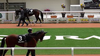 メロディーレーンとその他の馬と比較。江坂特別のパドック。現地映像、阪神競馬場