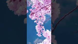 Cherry Blossom Healing on a Spring Day | 봄날의 벚꽃 힐링 | 春の桜ヒーリング