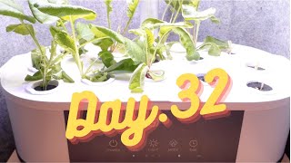 家庭菜園【Day.32】