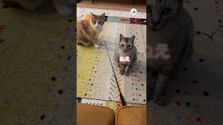 無限に聞いていたい…😭｜PECO #子猫 #猫の鳴き声 #猫動画 #猫のいる暮らし #kitten #cat #catlover #catvideos #kittenmeowing #meowing