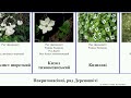 Покритонасінні ряд Дереноцвіті angiosperms Кизил жасмин тихоокеанський коуса cornales telecasted