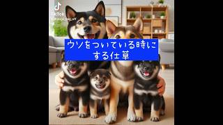 #嘘 #嘘つき #嘘を見抜く #柴犬 #shibainu #犬のいる暮らし #柴犬大好き #柴犬マニア #柴犬部 #柴犬好き #しばわんこ