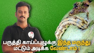 பருத்தி காய்ப்புழுக்கு இந்த மருந்து மட்டும் அடிங்க போதும் -