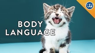 6 Things Your Cat is Saying to You