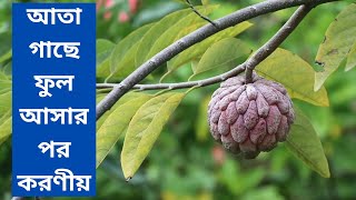 টবে আতা বা শরিফা গাছে ফুল আসার পর করণীয়।