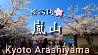 【4K】Kyoto Japan walking tour /Arashiyama area of cherry blossoms in full bloom /ASMR April 5 2022