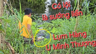 Nó rồi, dính liền 2 con HuGo U Minh Thượng cả nhà chạy thục mạng  | Săn bắt SÓC TRĂNG |