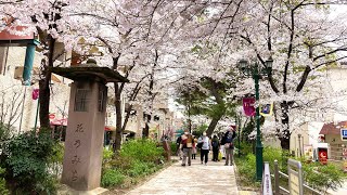 「花のみち」にお花見行ってきた！【兵庫県宝塚市】