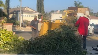 Día 2 Acabando Las Palmas Con El Molino !