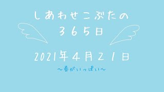 株式会社SCRIT「しあわせこぶたの３６５日」４/２１　春がいっぱい