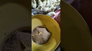 hari ke 3 masa broding #food #usahaayampotong #ayampedaging #ayam #farming #ayampotong #aquarium