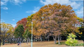 【散策】横井山緑地2024年11月下旬