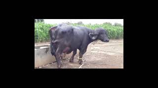 best jafarabadi Buffalo in Gujarat || whatsApp status