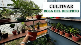 Mini Curso Rosa del Desierto - Cómo cuidar tu Adenium Obesum