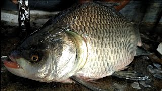 katla fish cutting 4kg || super fast cutting