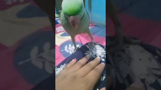 baby comedown  Tenge tenge tenge tenge parrot dance #parrot #viral #ytshorts .