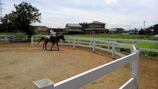 在来馬（北海道和種馬・道産子）　新馬調教～外乗・流鏑馬練習