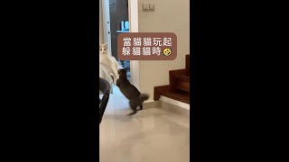 🐈當貓貓玩起躲貓貓嘅時候  #reels #cats #funnycats #catlover #貓貓 #pets #petslovers #catlife #cutepets #貓 #貓咪 #寵物