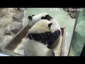 圓寶坐進木屑箱，自己開心滾滾滾 熊貓貓熊the giant panda yuan yuan and yuan bao 台北市立動物園