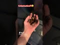 #roaches #cockroach #yummy #colonization #food #good #tasty #clips #shortvideo #itchy #comforting