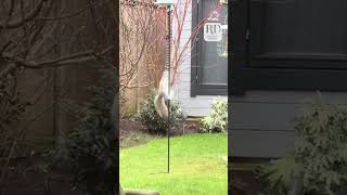 Squirrel versus slinky: who will win?