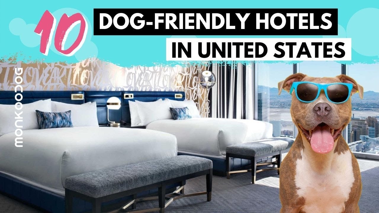 Best 10 Pet Friendly Hotels In The US || Top Dog Friendly Hotels And ...