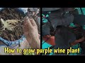 How to grow purple wine easy way to 🏡