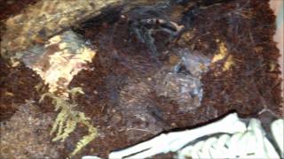 Feeding Aussie / Queensland Goliath tarantula \u0026 signs of Pre-Moult Salmon Pink