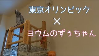 【ヨウムのお喋り】ずぅちゃんは東京オリンピックを応援していま…した