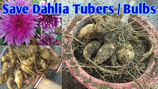 Save Dahlia Bulbs / How to Save Dahlia Tubers for Next Season / डहेलिया के बल्ब को कैसे सेव करें !